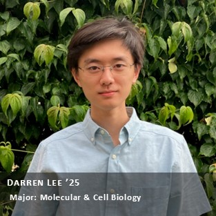 OUR Peer Research Ambassador Darren Lee '25, Major: Molecular & Cell Biology.