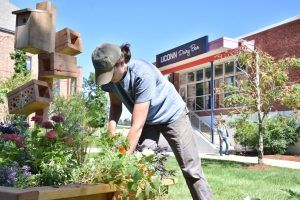 Picture of Change Grant recipient Mia Tunucci installing the Eco Learn: Growing Green Garden outside of the UConn Dairy Bar.